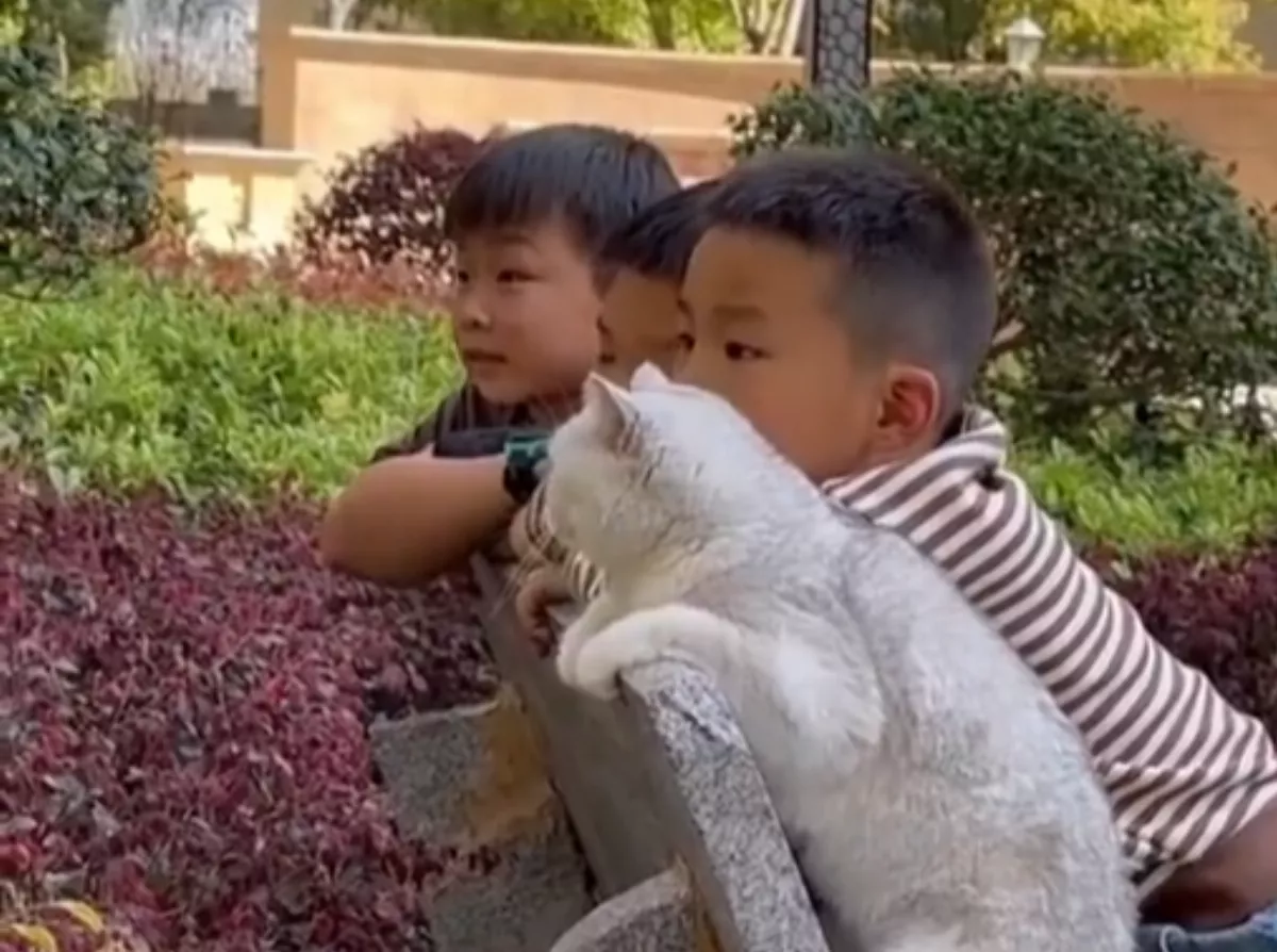公園有人吵架！！喵跟3屁孩長椅上一起聽八卦